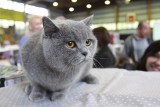 300 kotów na Międzynarodowej Wystawie Kotów Rasowych w hali Społem Łódź [ZDJĘCIA]
