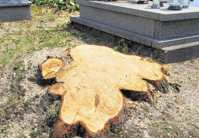 Tyle zostało po wyciętych drzewach na rudawskim cmentarzu