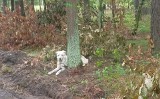 W Bydgoszczy ktoś przywiązał psa do drzewa i zostawił w lesie. Sprawcy poszukuje policja