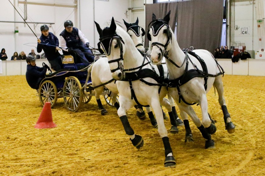 Zobacz efektowny konkurs w Powożeniu Zaprzęgami Czterokonnymi podczas Cavaliada Tour w Lublinie (ZDJĘCIA)