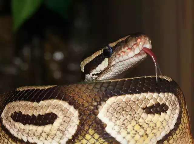 Za wikipedią: Pyton królewski (Python regius) – gatunek węża z rodziny pytonów, jeden z mniejszych przedstawicieli rodziny. Dość często spotykany w hodowlach terraryjnych, również w Polsce. Popularny głównie ze względu na ciekawe ubarwienie, stosunkowo niewielkie rozmiary, względną łatwość hodowli.