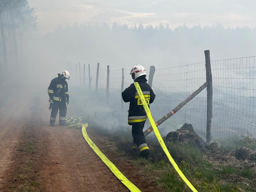 Spory pożar tuż za granicą województwa opolskiego. Paliło się 40 hektarów lasu. W akcji gaśniczej brało udział 50 zastępów straży