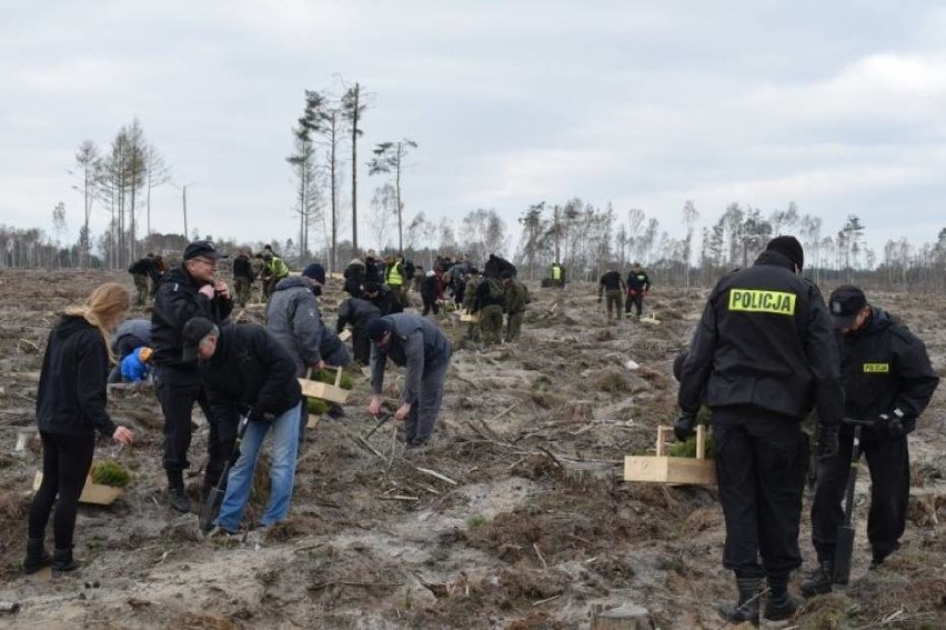 Powiat chojnicki. Policjanci też pracowali przy odnawianiu lasów po nawałnicy