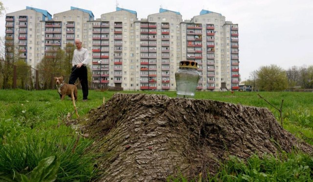 Marian S. pozwolił na wycinkę drzew przy ul. Walecznych 