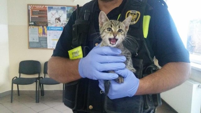 Uratowany mały kotek
