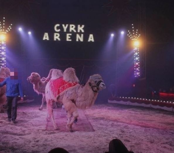 Około 2,5 promile alkoholu w organizmie miał 59-letni pracownik cyrku Arena, który opiekował się zwierzętami podczas występu w Konstantynowie Łódzkim.