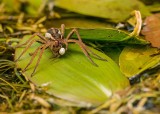 Ten pająk jest największy w Polsce. Uwielbia tereny blisko rzek i jezior, ukąszenie powoduje „wędkarskiego kaca”. Poznaj bagnika nadwodnego