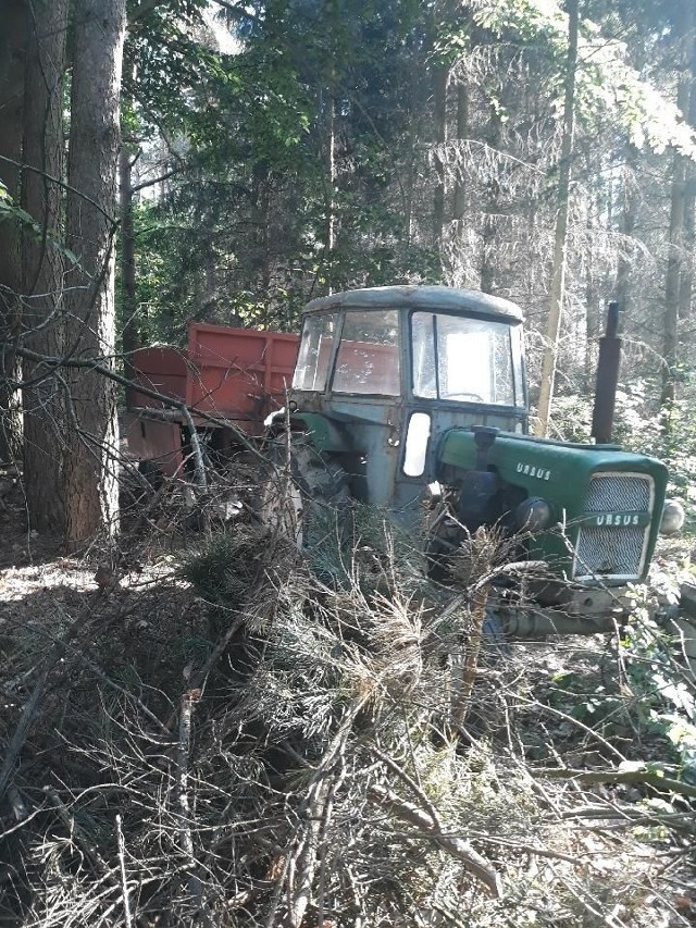 Na „gorącym uczynku”  kradzieży wyciętych drzew  funkcjonariusze zatrzymali 33-letniego mieszkańca Wąbrzeźna oraz 26-latka z gminy Płużnica.