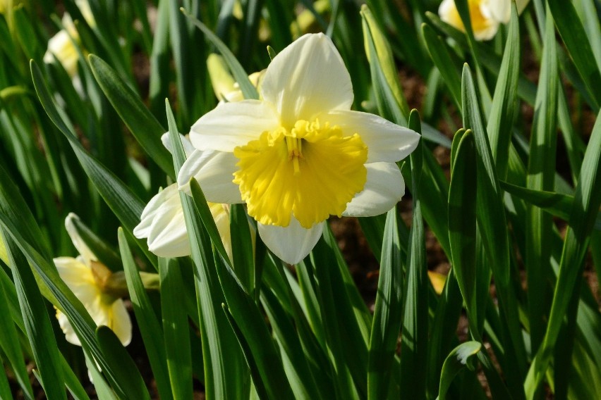 Ogród Botaniczny w Lublinie już otwarty dla mieszkańców