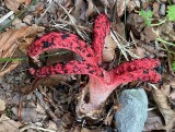 Palce diabła pod Krakowem. Niezwykły i rzadko spotykany grzyb znaleziony w Lesie Bronaczowa. Okratek australijski wygląda jak ośmiornica!