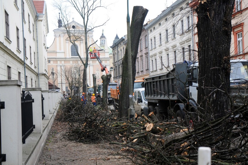 Nowe prawo ułatwi wycinkę drzew w Krakowie? Liczby są porażające