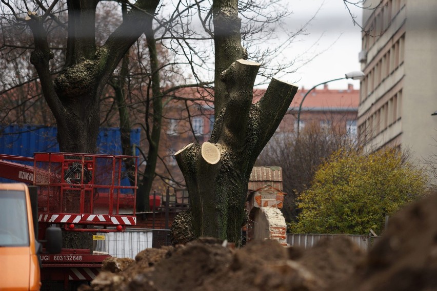Nowe prawo ułatwi wycinkę drzew w Krakowie? Liczby są porażające