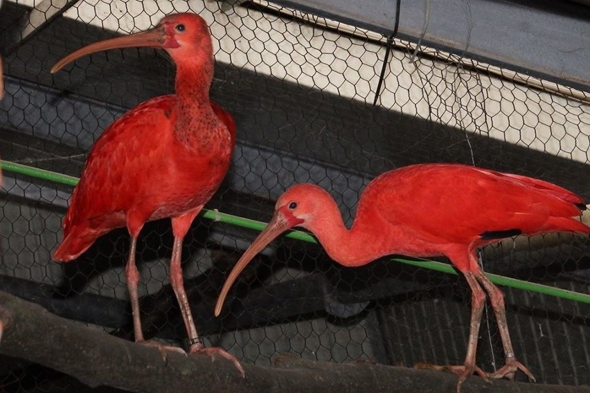 Kangur rudy i ibisy czerwone
