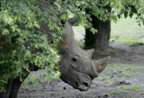 Nowe Zoo: Nosorożec Dino wyprowadza się [ZDJĘCIA]