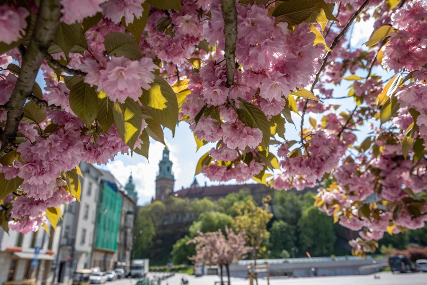 Wawel w pięknych wiosennych barwach. Tu w Krakowie najlepiej widać wiosnę