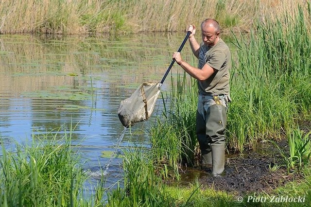 Przyrodnicy badają także larwy ważek. Na zdjęciu Michał Wolny, kustosz MŚO, podczas takiego połowu.