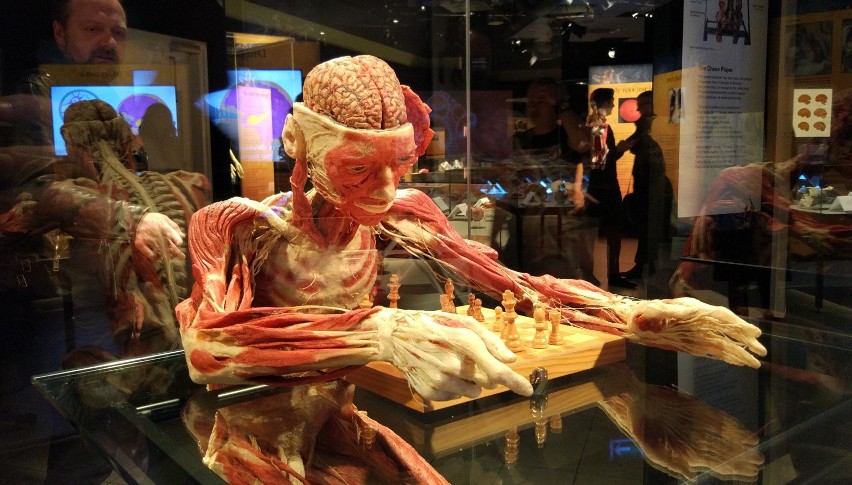 Do tej pory na całym świecie wystawę „Body Worlds Vital”...