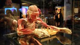 Kontrowersyjna wystawa "Body Worlds Vital" już w Poznaniu [ZDJĘCIA]