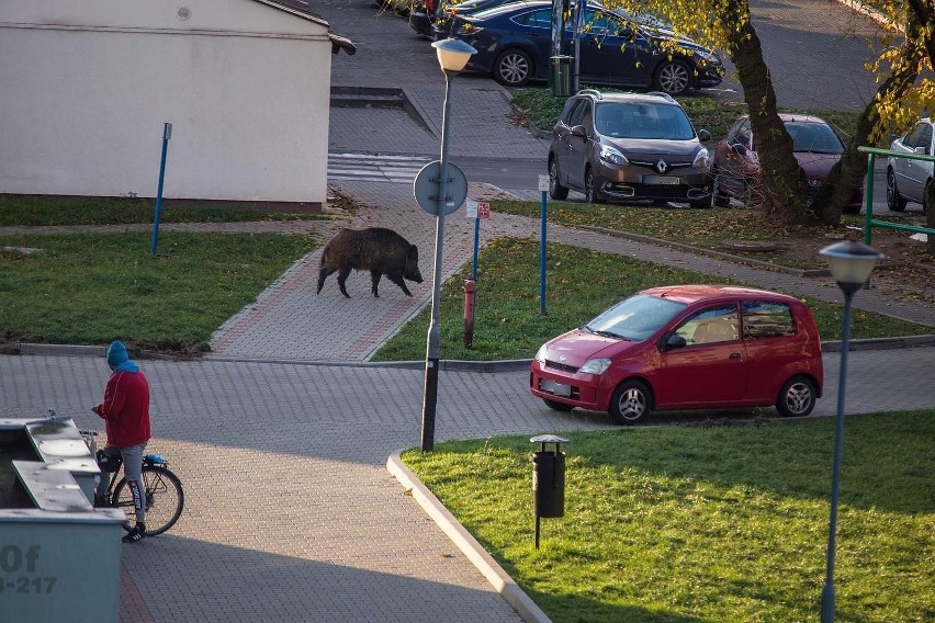 Dziki widywane są nie tylko na Osowej Górze, ale napotkać je...