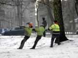 Stargard. Trwa wycinka topoli w parku nad Iną. Zetną tam sześć drzew  