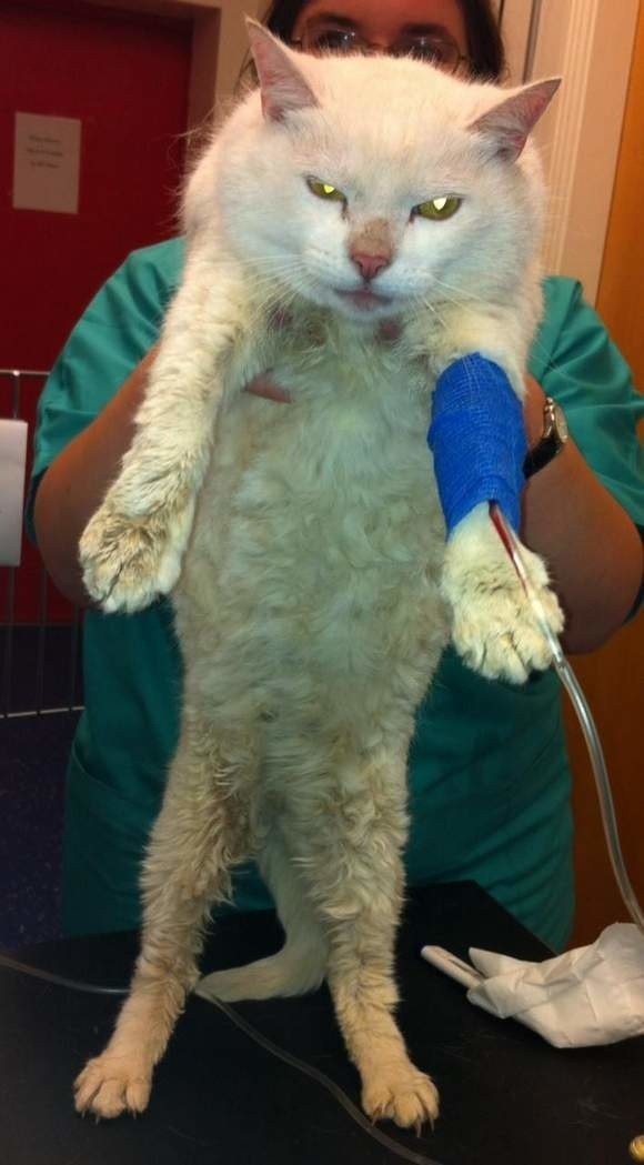To kot, który dotarł do Galway. Jego właściciel natychmiast zabrał go do kliniki, gdzie zwierzę objęto fachową opieką.