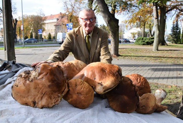 Pogoda sprzyja zbieraczom grzybów. Lasy w powiecie inowrocławskim pełne są pachnących podgrzybków i dużych prawdziwków. Tymi ostatnimi pochwalił się nam pan Władysław Marek z Inowrocławia. Gdzieś w okolicach Dąbrowy Biskupiej zebrał 30 przepięknych okazów. Cześć z nich prezentujemy na zdjęciach.