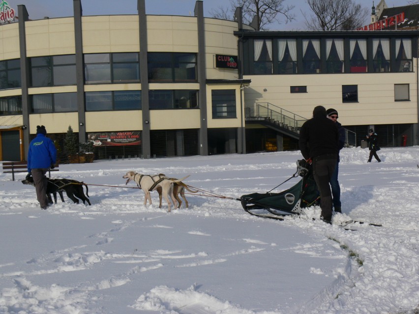 47 uczestników IV Zimowej Przeprawy Wisły Wpław w Sandomierzu. Morsom nie przeszkodził śnieg i zimny wiatr