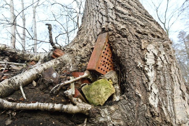 W wielu miejscach natura łączy się z gruzami dawnej wsi.