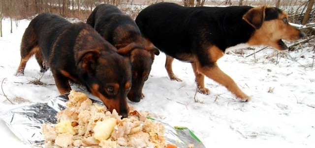 Co stało się z bezpańskimi psami w Radoszkach? Dwa z nich nie żyją