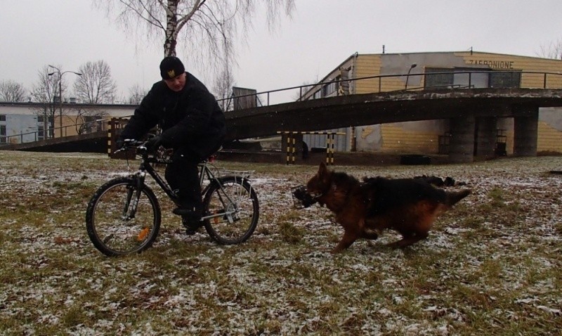 Policyjne psy przeszły szkolenie (zdjęcia)