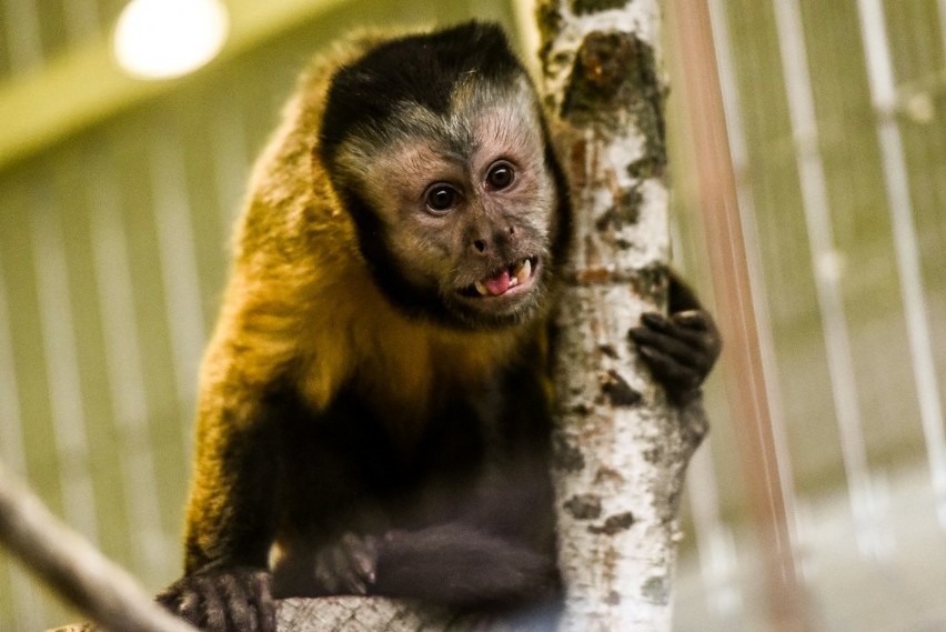 Małpka kapucynka zamieszkała w Starym Zoo