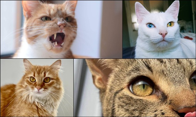 17 lutego przypada Światowy Dzień Kota. W związku z tym już wczoraj poprosiliśmy Was o podzielenie się z nami zdjęciami Waszych kociaków. Odzew był gargantuiczny, a jego efektem jest ta galeria. Zobaczcie  najpiękniejsze koty Wrocławia na zdjęciach poniżej.