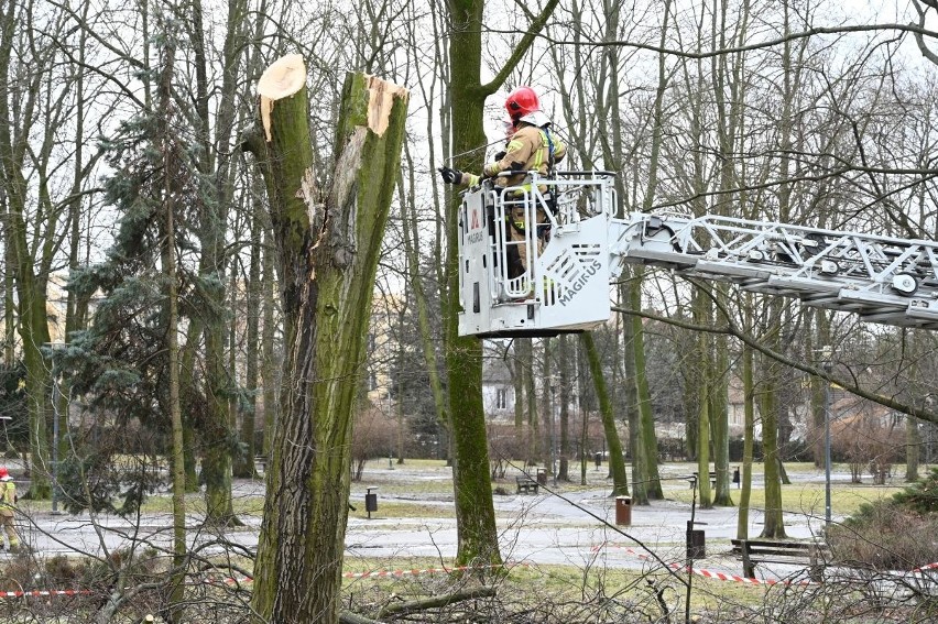 Orkan wyrwał i połamał drzewa w parkach i przy drogach w Kielcach. Straż pożarna wycina je już drugi dzień. Zobaczcie zdjęcia i film