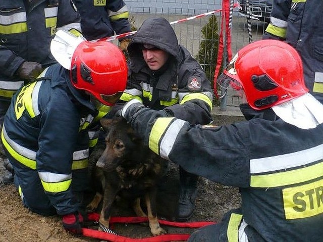 Po zakończeniu akcji uratowany pies zamerdał ogonem i czmychnął. Strażacy wyciągnęli go z głębokiego wykopu. 