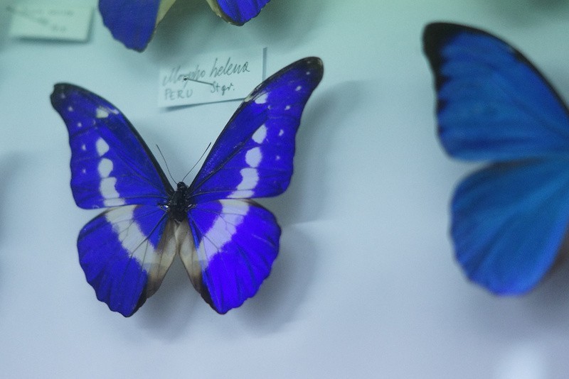 Zachwycające motyle z całego świata w Bochni [ZDJĘCIA]