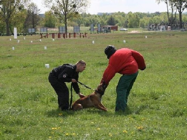 Psy podczas szkolenia