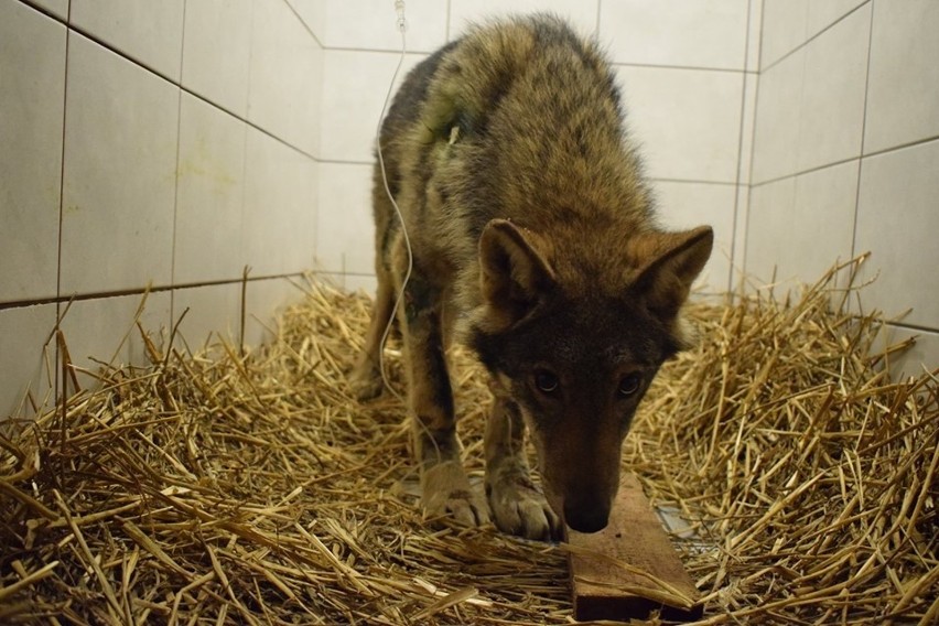 Wilk uratowany przez bytowskich weterynarzy zdrowieje. Ma już też imię - Klincz! (nowe zdjęcia)