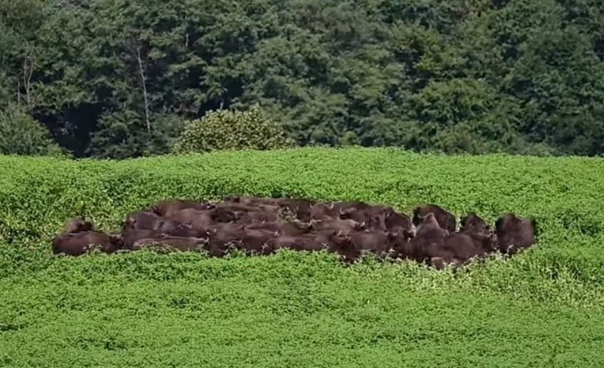 Tak żubry broniły się przed wilkami. Lasy państwowe pokazały film