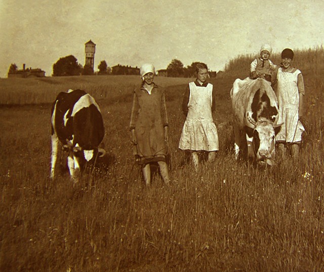 100-letnie zdjęcie przedstawiające śląskie dzieci pasące krowy. Ogólnie na rogaciznę mówiło się na Śląsku dawniej - owięzina