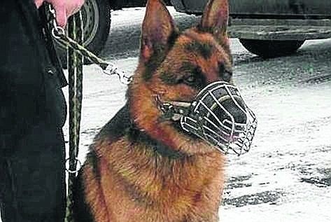 Policyjny pies, który doprowadził do złodzieja.