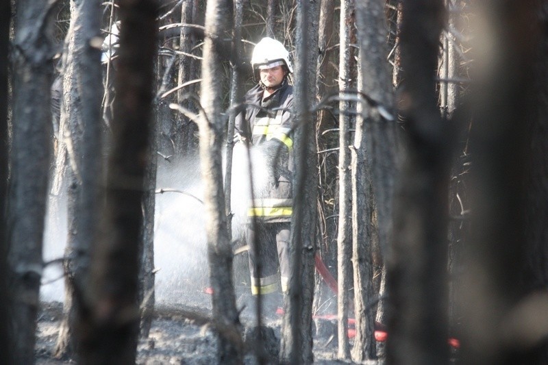 Pożar lasu w Krępie Ogrodzienieckiej