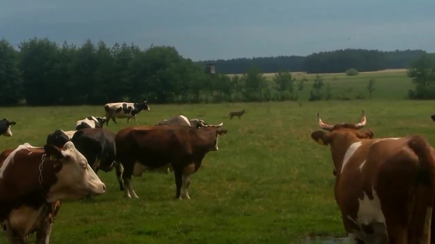 Wilk najpierw szukał ofiary w stadzie krów, potem wśród...