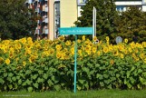 Kwietne łąki w Białymstoku. Słoneczniki ozdabiają miasto [ZDJĘCIA]