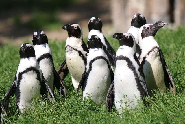 Zwierzęta zagrożone wyginięciem Pingwin toniec - Spheniscus demersus