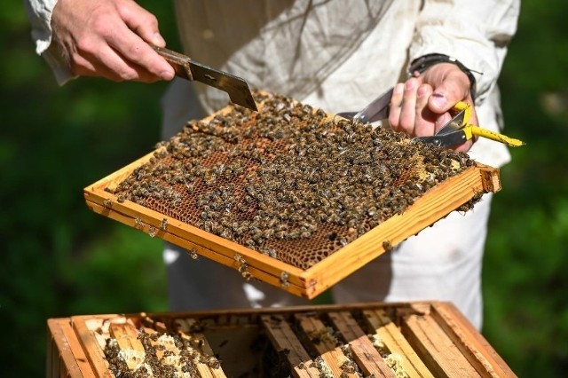 Wielkopolski urząd marszałkowski przeznaczył kolejne miliony dla pszczelarzy.