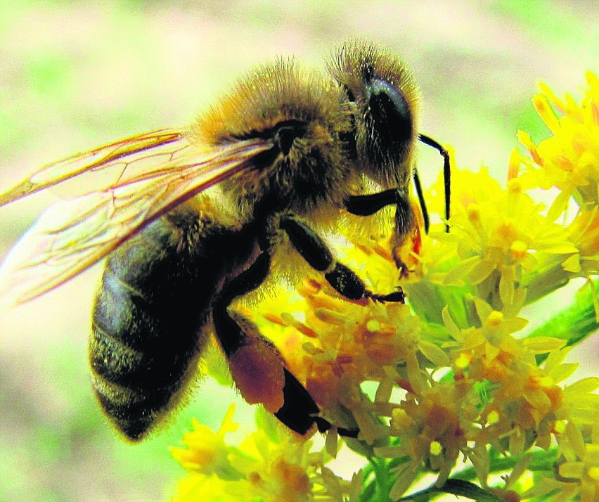 Jad pszczół może zabić lub uleczyć [PORADNIK DZ]