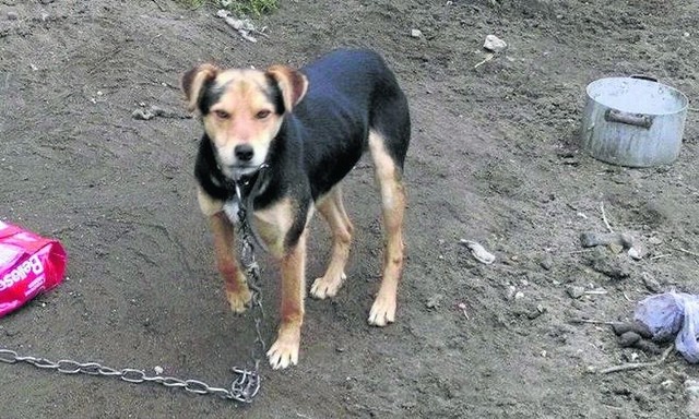 Głodne, wychudzone i trzymane w tragicznych warunkach trzy psy znaleźli inspektorzy Łódzkiego Towarzystwa  Opieki nad Zwierzętami.