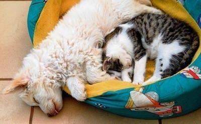 Najłatwiej i w najbardziej naturalny sposób zaprzyjaźnią się ze sobą szczeniak i młody kot FOT. 123RF