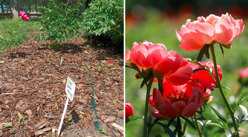 W Ogrodzie Botanicznym Uniwersytetu Jagiellońskiego doszło...