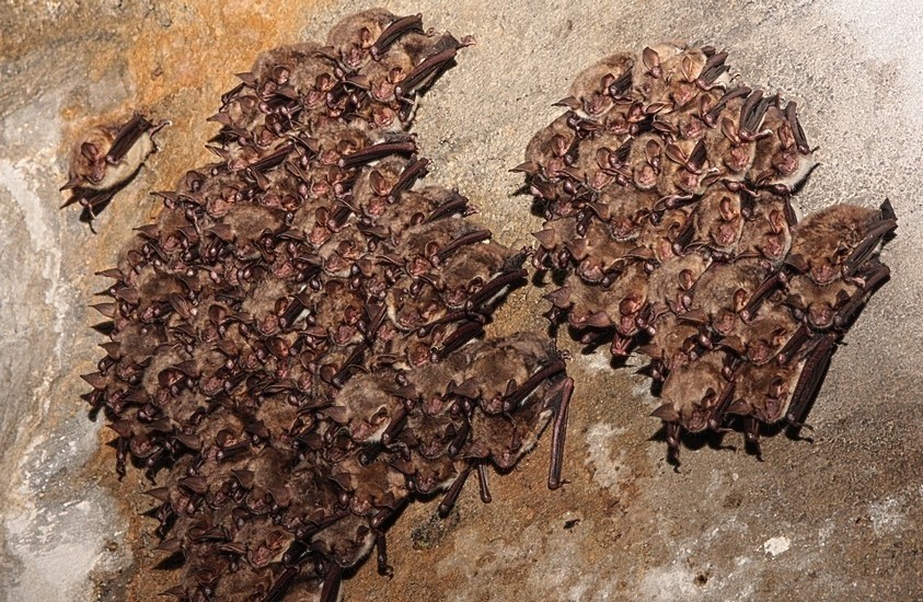 Liczenie nietoperzy w bunkrach koło Międzyrzecza